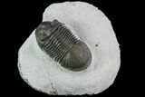 Paralejurus Trilobite Fossil - Excellent Preparation #87576-2